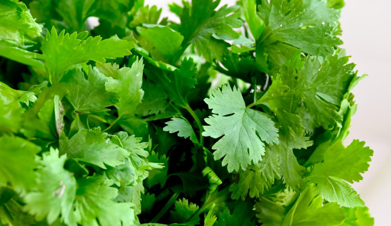 Coriander Why You Should Get It In Your Diet Coriander Why You Should Get It In Your Diet